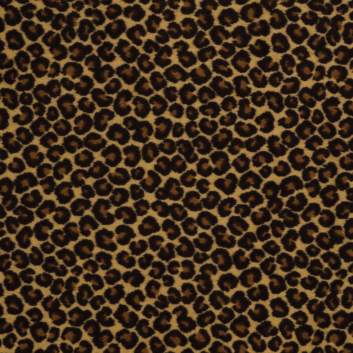 Cheetah Keep The Pace 09700