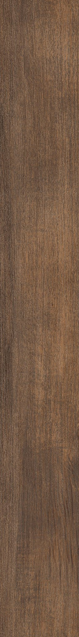 Symbiotic 12 Thicket 05019