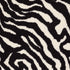 Zebra Migrant Beauty 05510