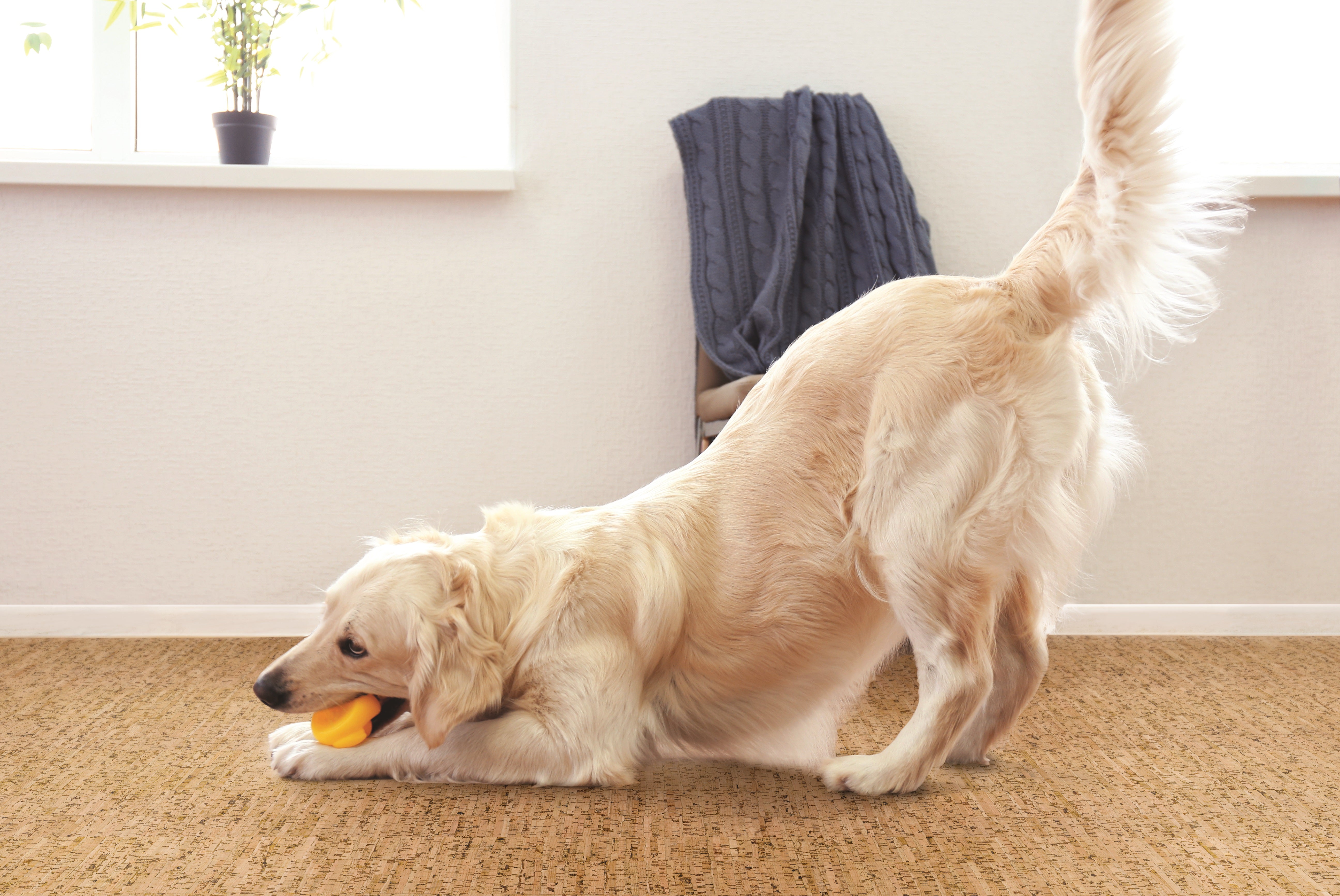 Wicanders Cork Go Floating Plank - Whim 12"x36" - GreenFlooringSupply.com